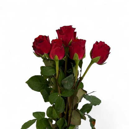 Fresh Cut Flowers at Floristika