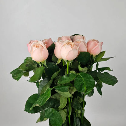 Fresh Cut Flowers at Floristika