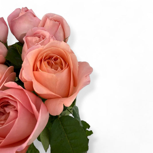 Fresh Cut Flowers at Floristika