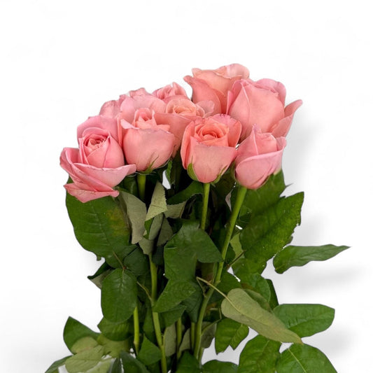 Fresh Cut Flowers at Floristika