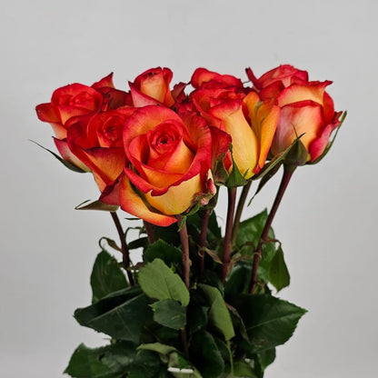 Fresh Cut Flowers at Floristika