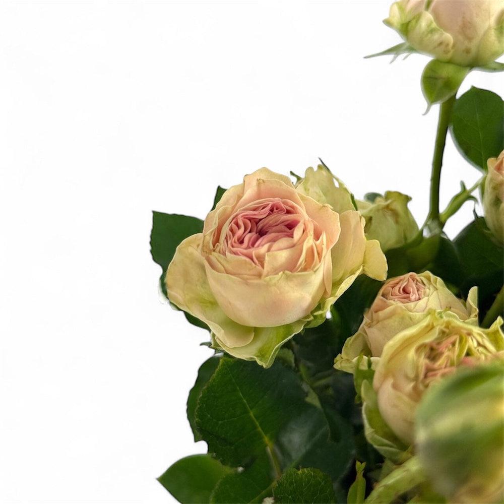 Rose Spray 2 Tone Pink