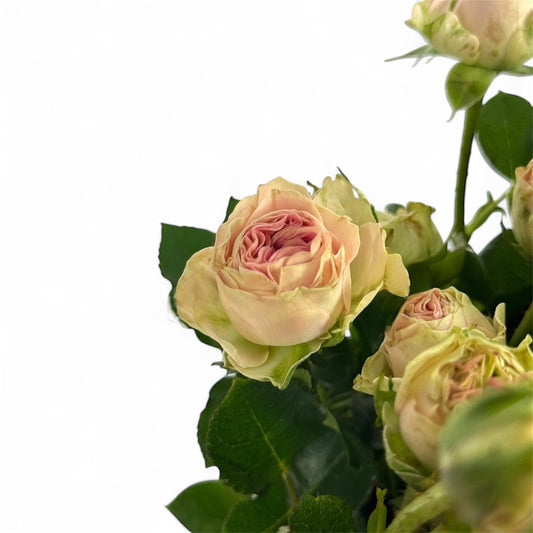 Fresh Cut Flowers at Floristika