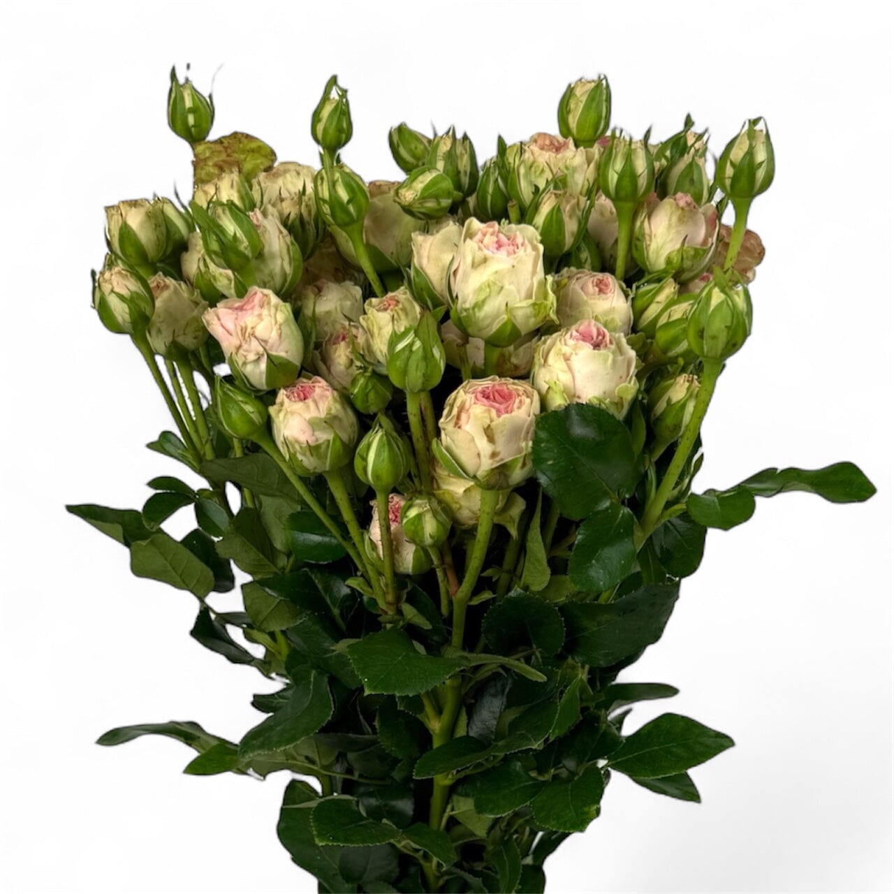 Fresh Cut Flowers at Floristika