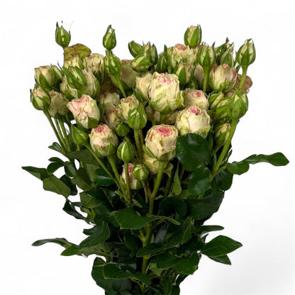 Fresh Cut Flowers at Floristika