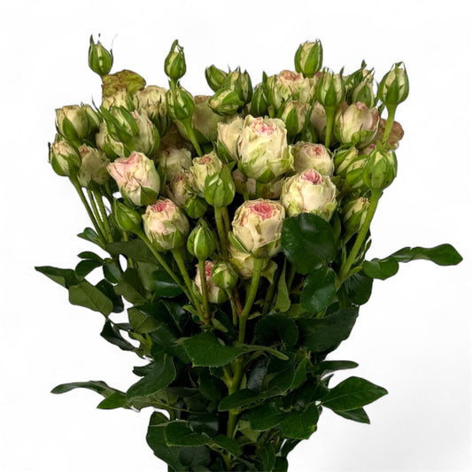 Fresh Cut Flowers at Floristika