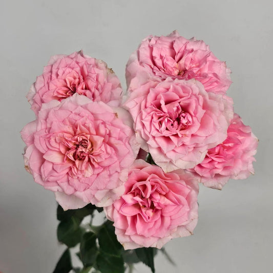 Fresh Cut Flowers at Floristika