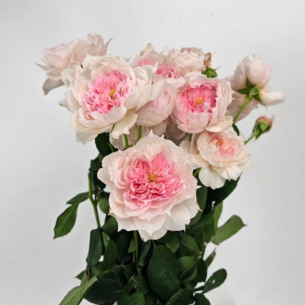 Rose Spray - 2 Tone White and Pink