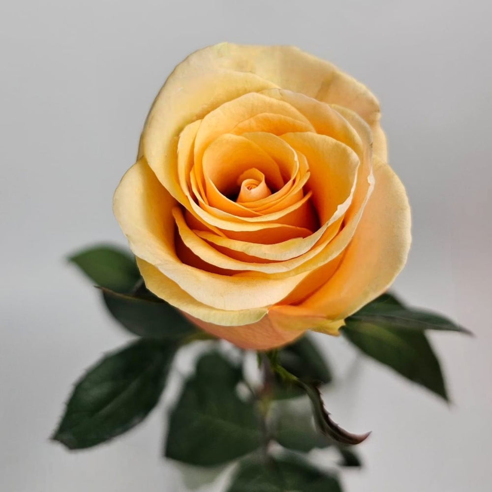 Rose Tiffany 60cm - Champagne Orange (10 Stems)