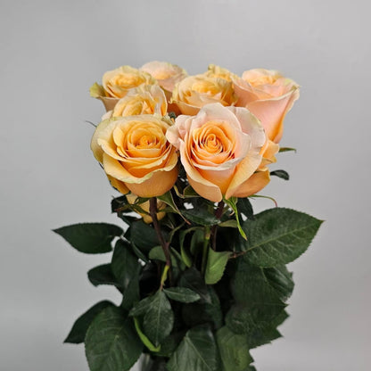 Fresh Cut Flowers at Floristika