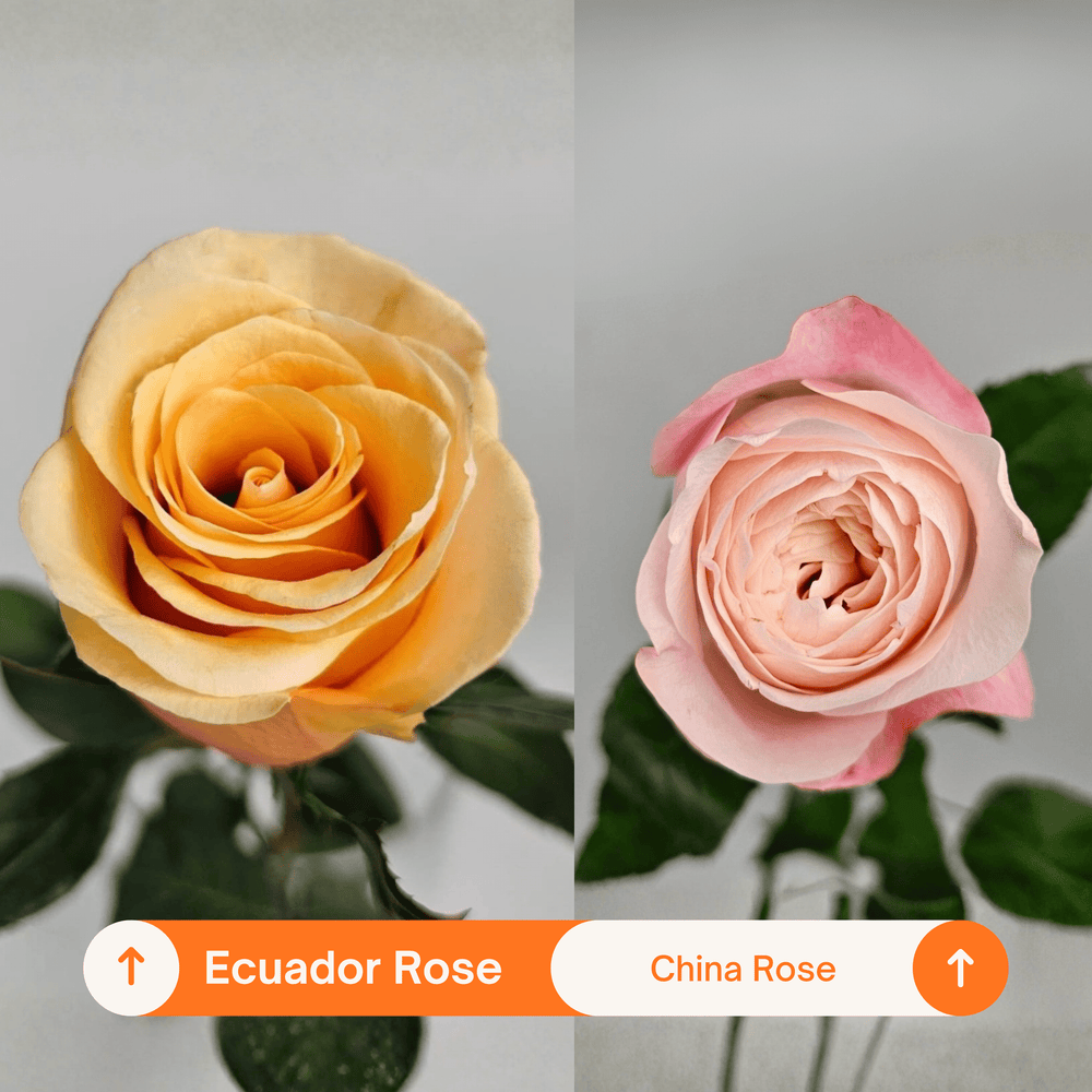 Rose Tiffany 60cm - Champagne Orange (10 Stems)