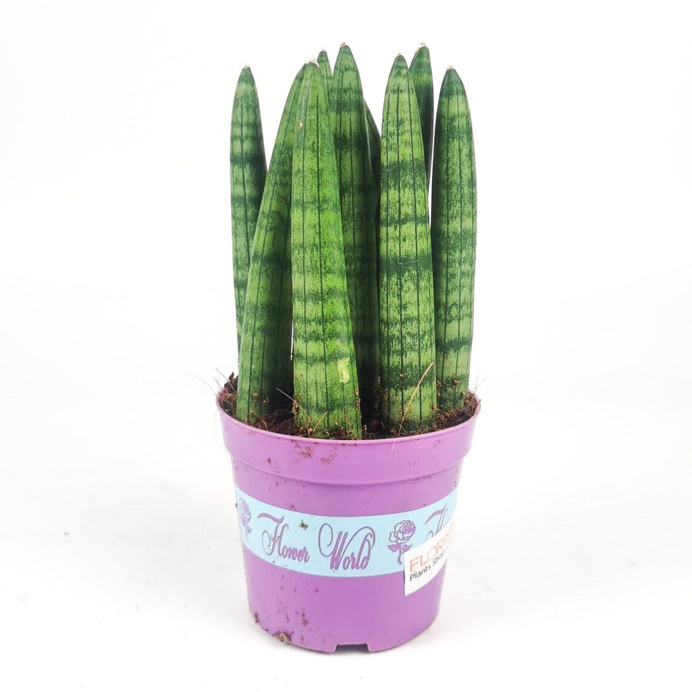 Sansevieria Cylindrica P110