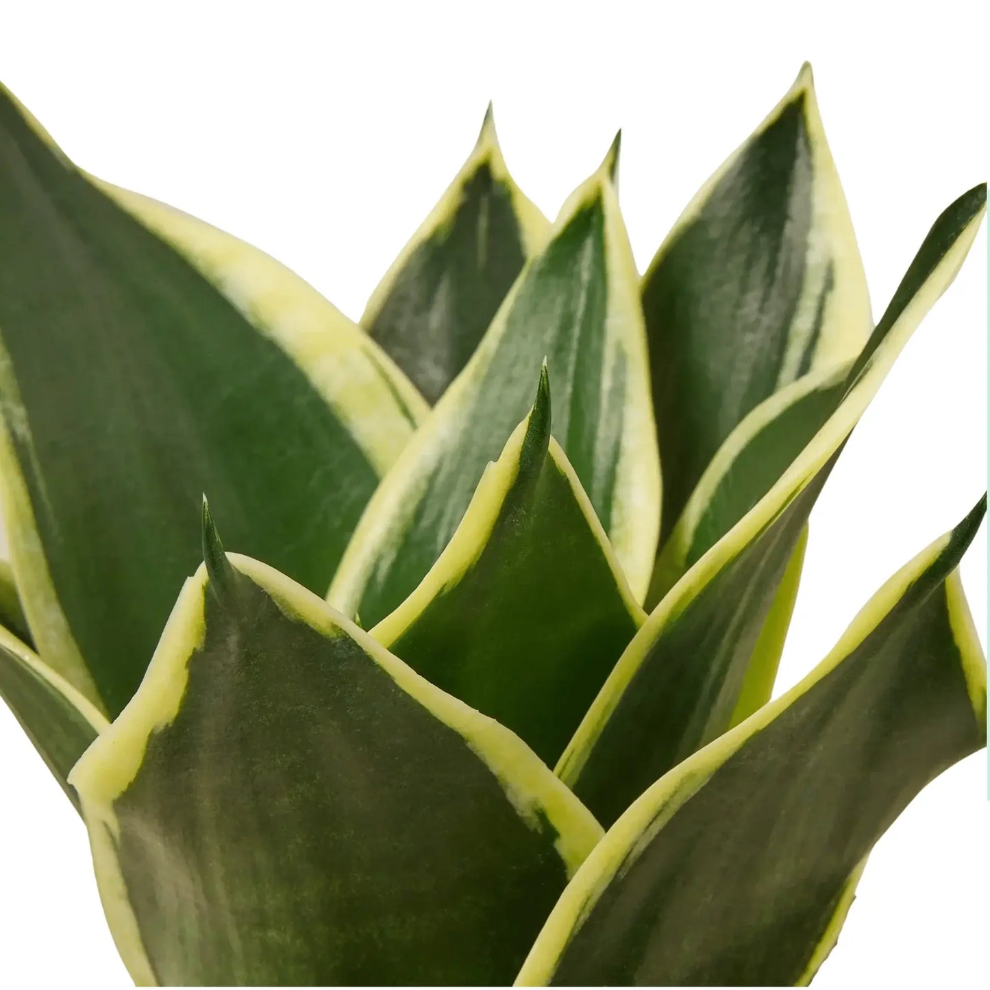 Sansevieria P110 (Hydroponic Pot)