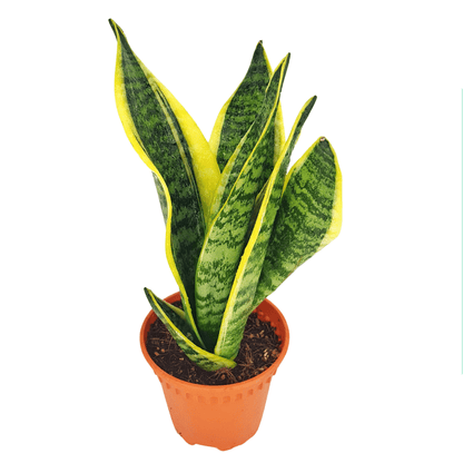 Sansevieria Laurentii (P140)