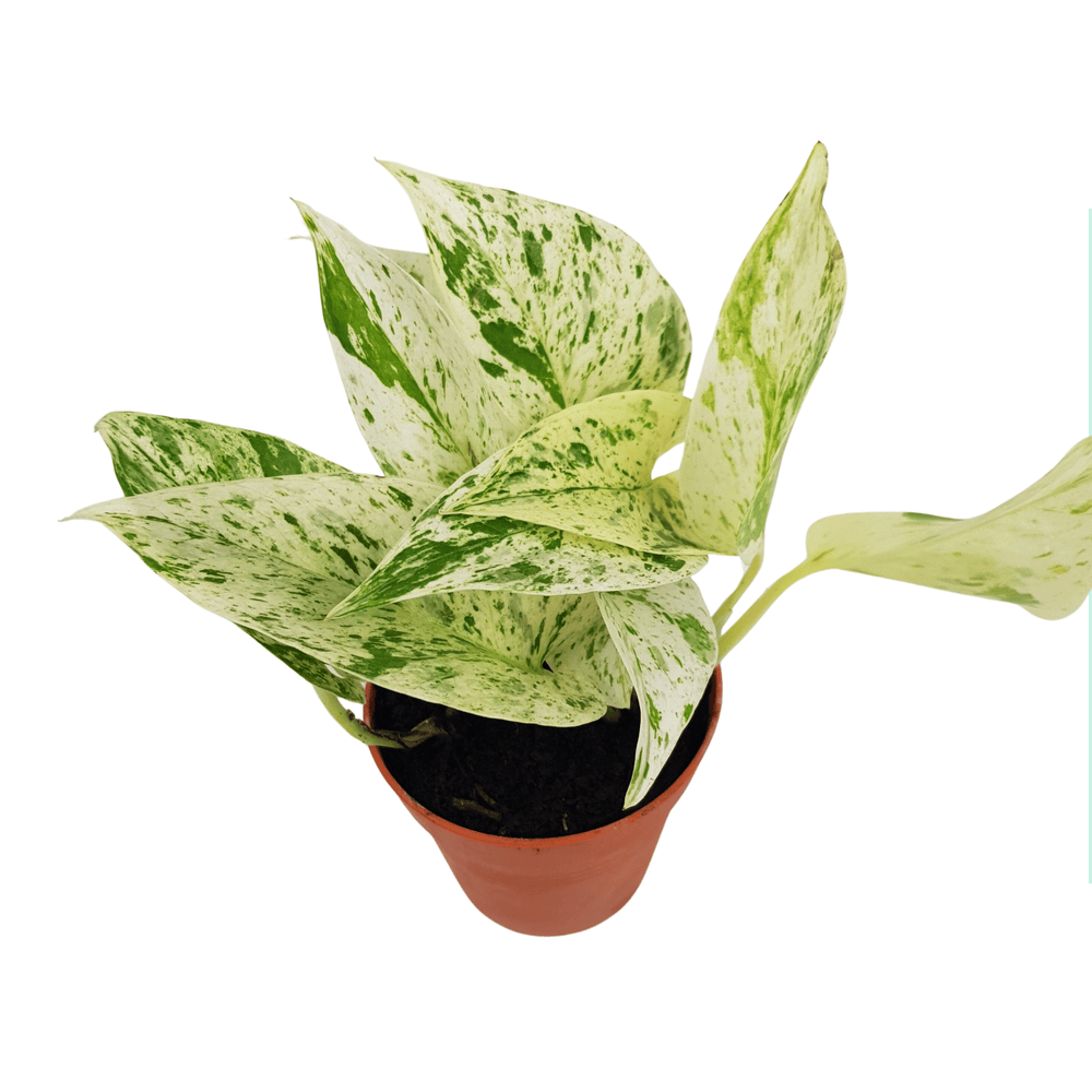 Pot Marble Queen - P85