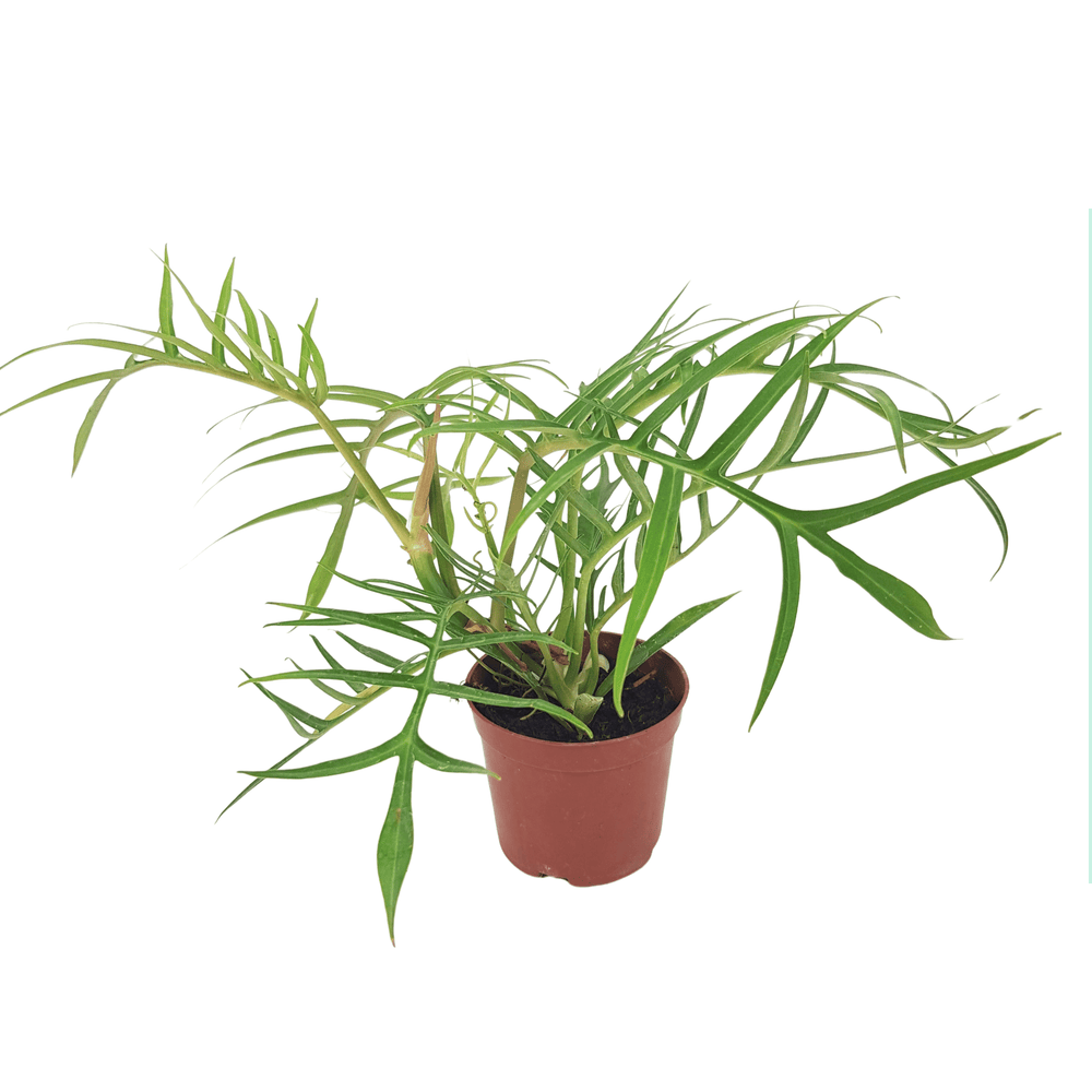 Philodendron Tortum (P90)