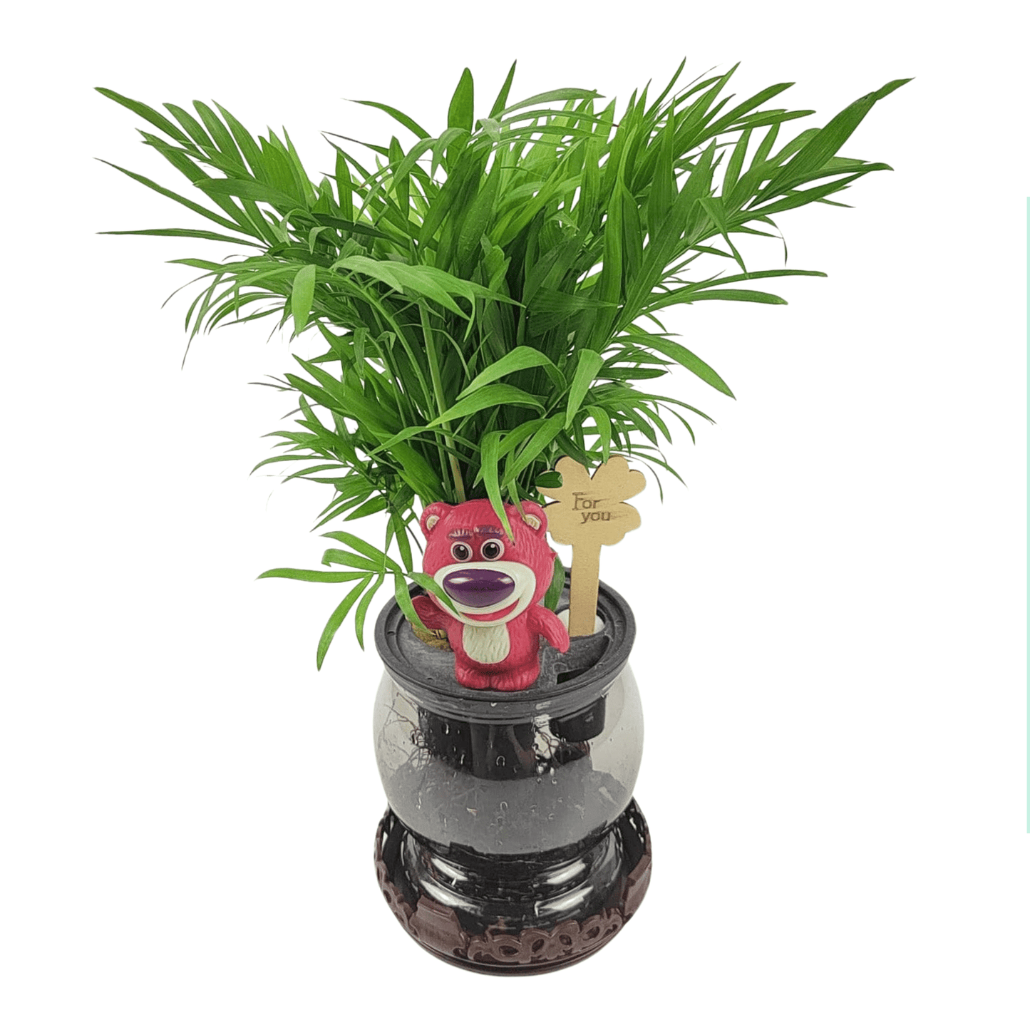Parlo Palm/Chamaedorea Elegans P110 (Hydroponic Pot)
