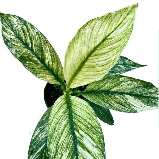 Spathipyllum Sensation