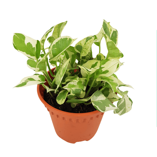 Epipremnum Njoy (P120)