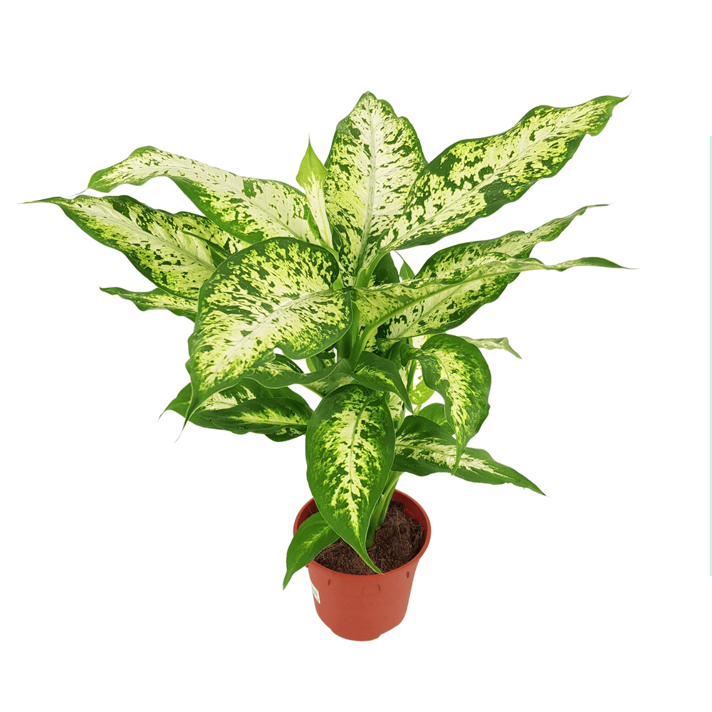 dieffenbachia 中文 Dieffenbachia Compacta