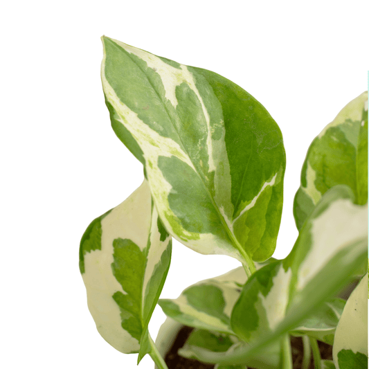 Epipremnum Njoy (P120)