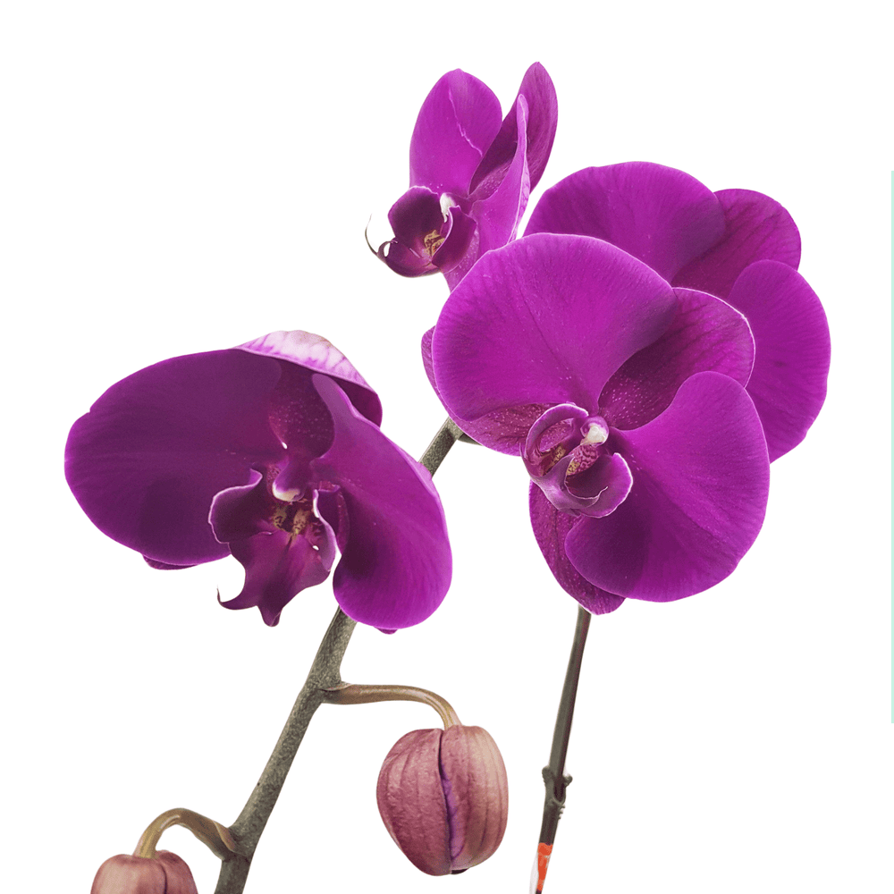 Phalaenopsis - Purple (Without Pot)