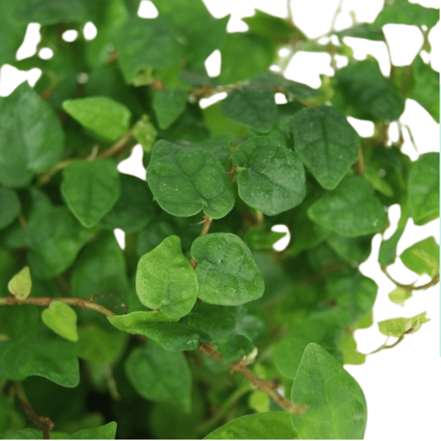 Ficus Sunny Green Mini P85