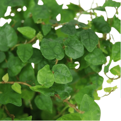 Ficus Sunny Green Mini P85