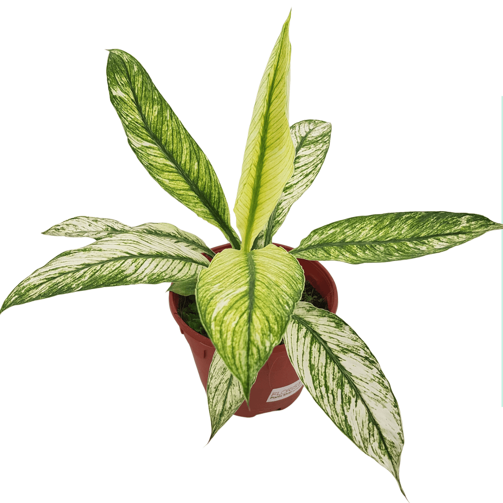 Spathipyllum Sensation