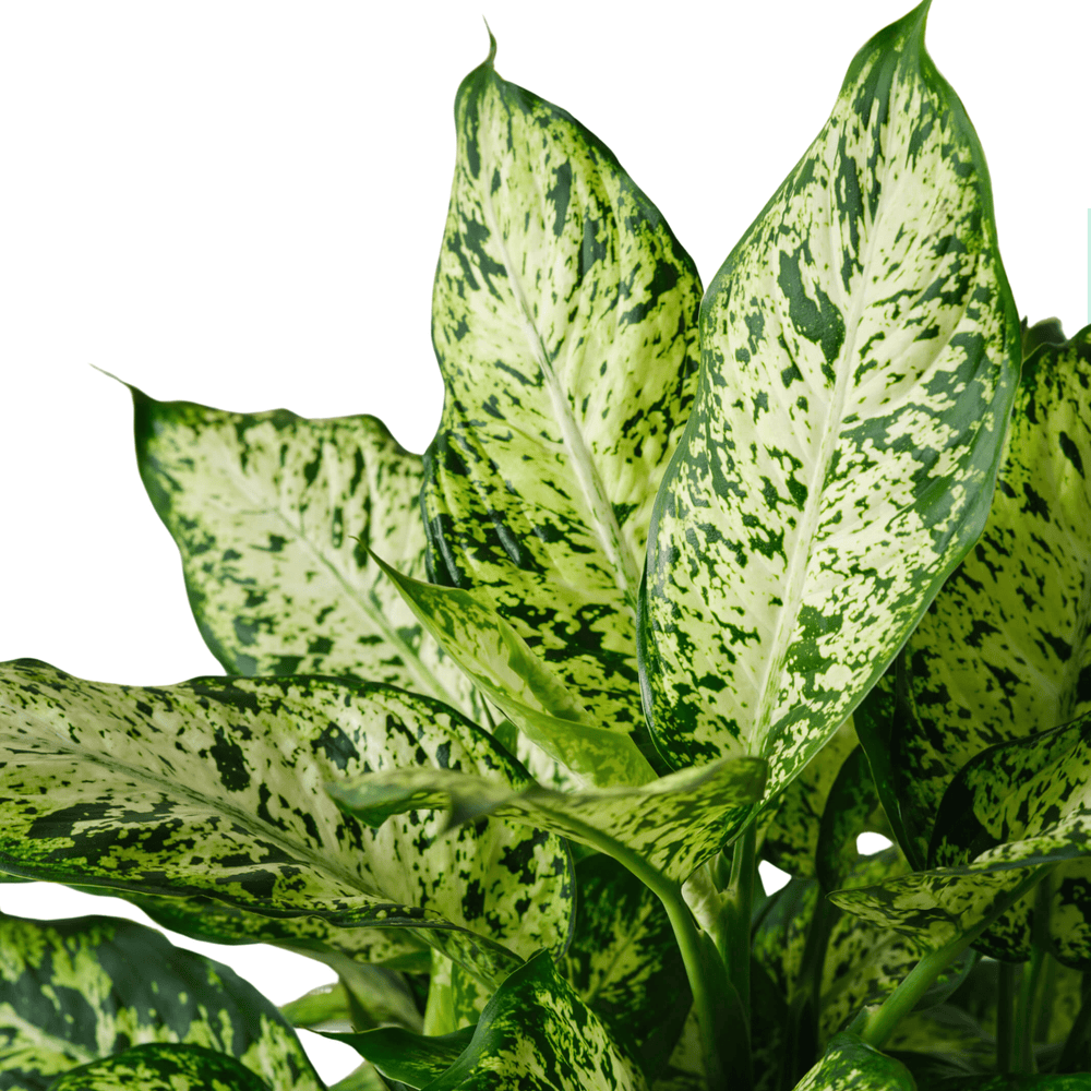 Dieffenbachia Compacta P150