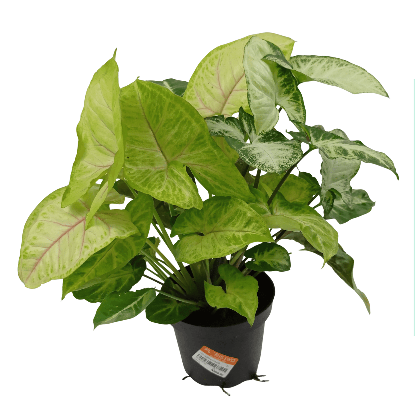 Pot Green Syngonium  - Green