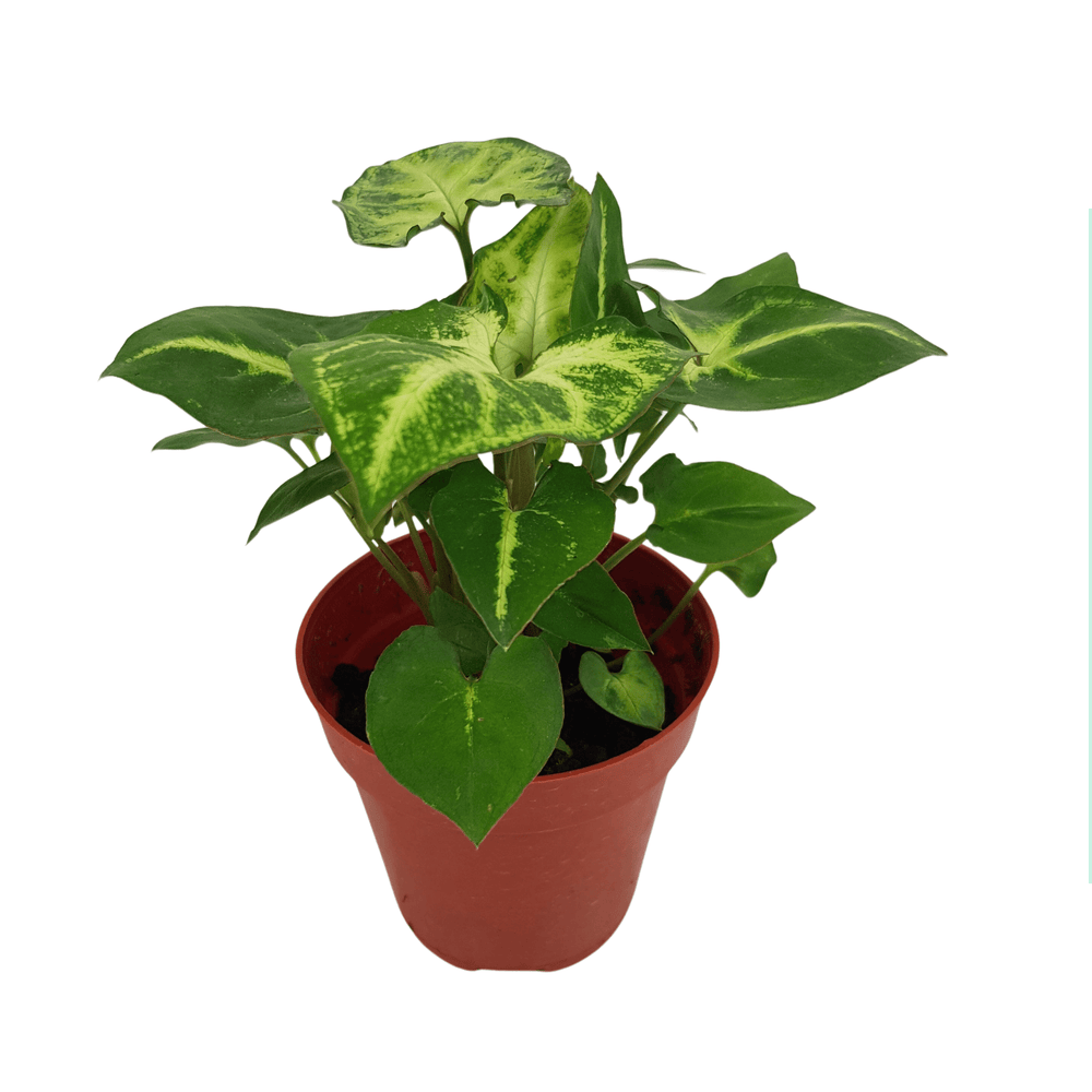 Syngonium Green (P85)