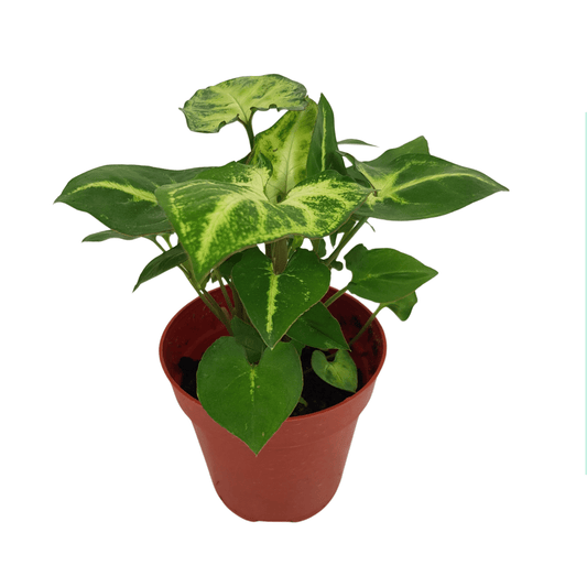 Syngonium Green (P85)