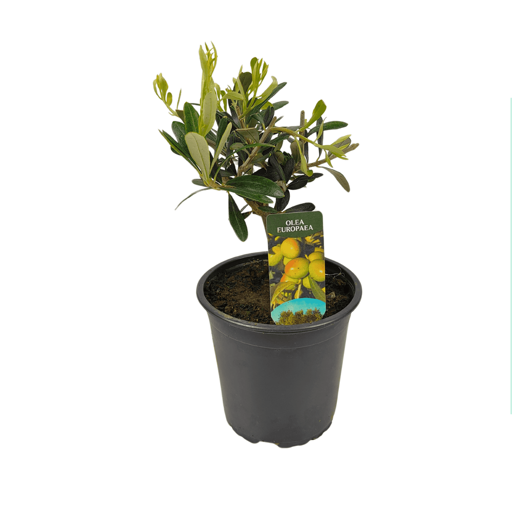 Pot Olea Europaea / Olive / Pokok Zaitun (40cm)