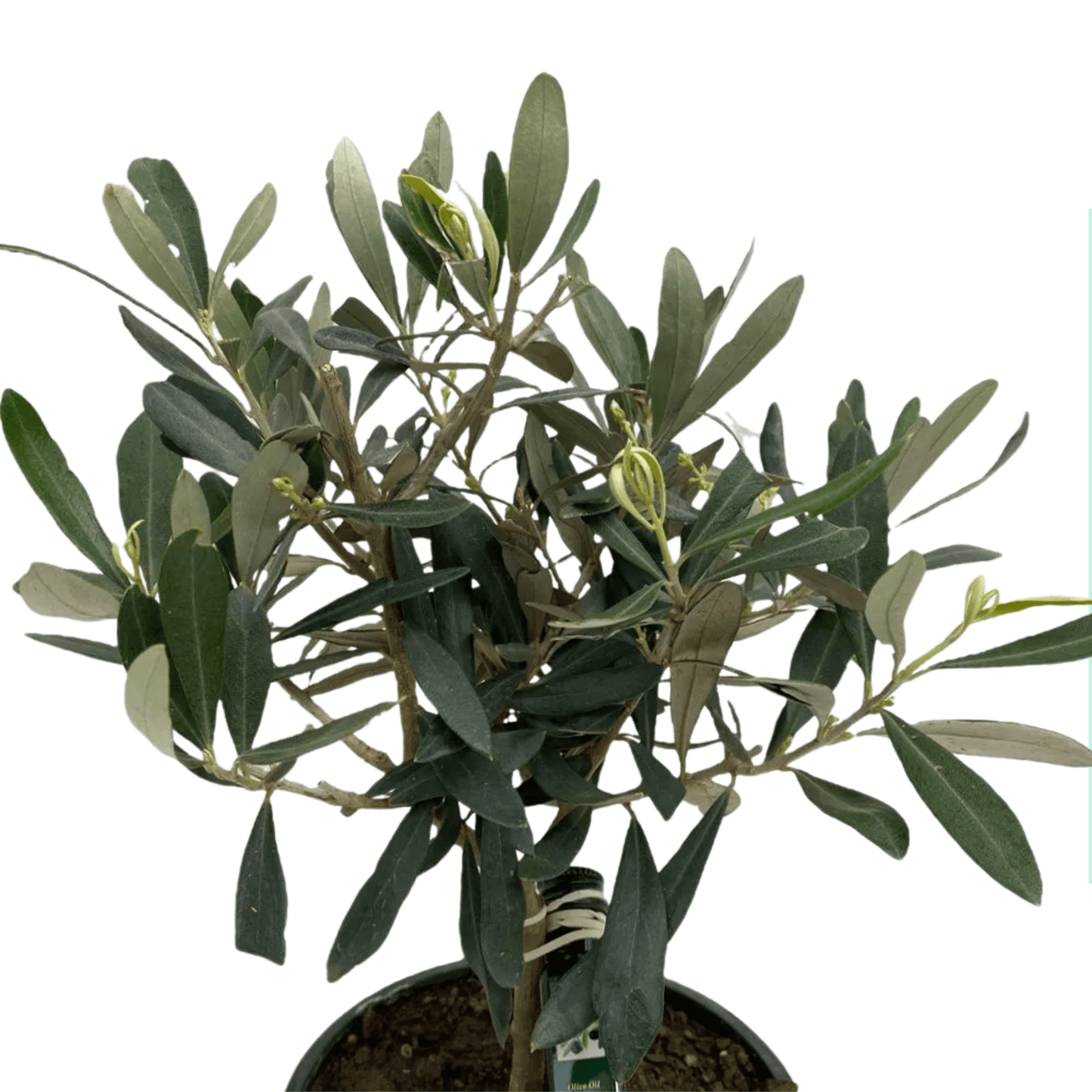 Pot Olea Europaea / Olive / Pokok Zaitun (40cm)