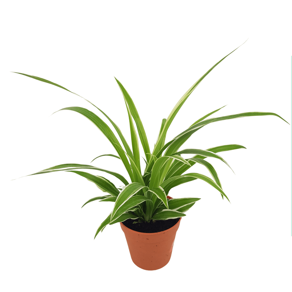 Chlorophytum (P85)