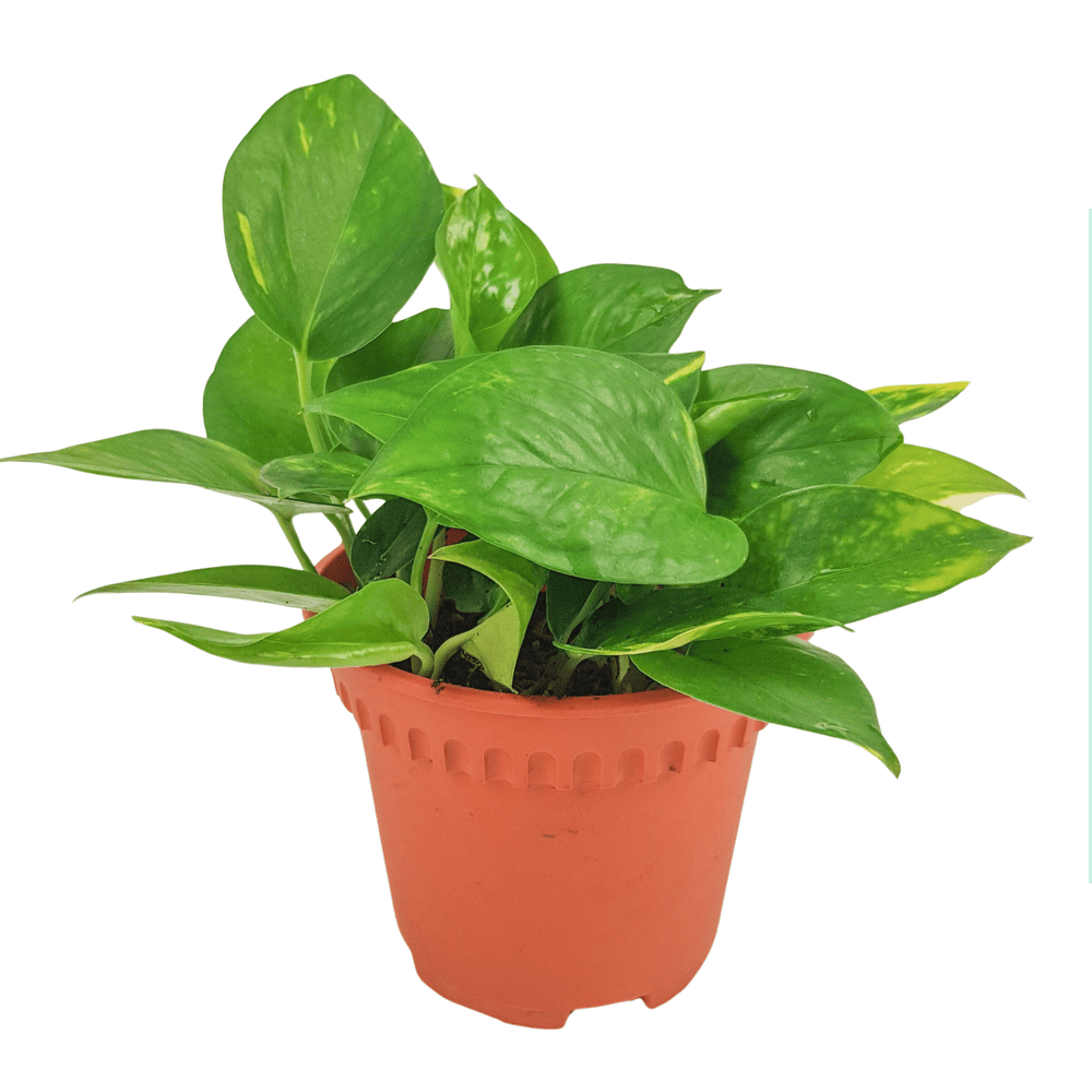 Epipremnum Money Plant - Green (P120)