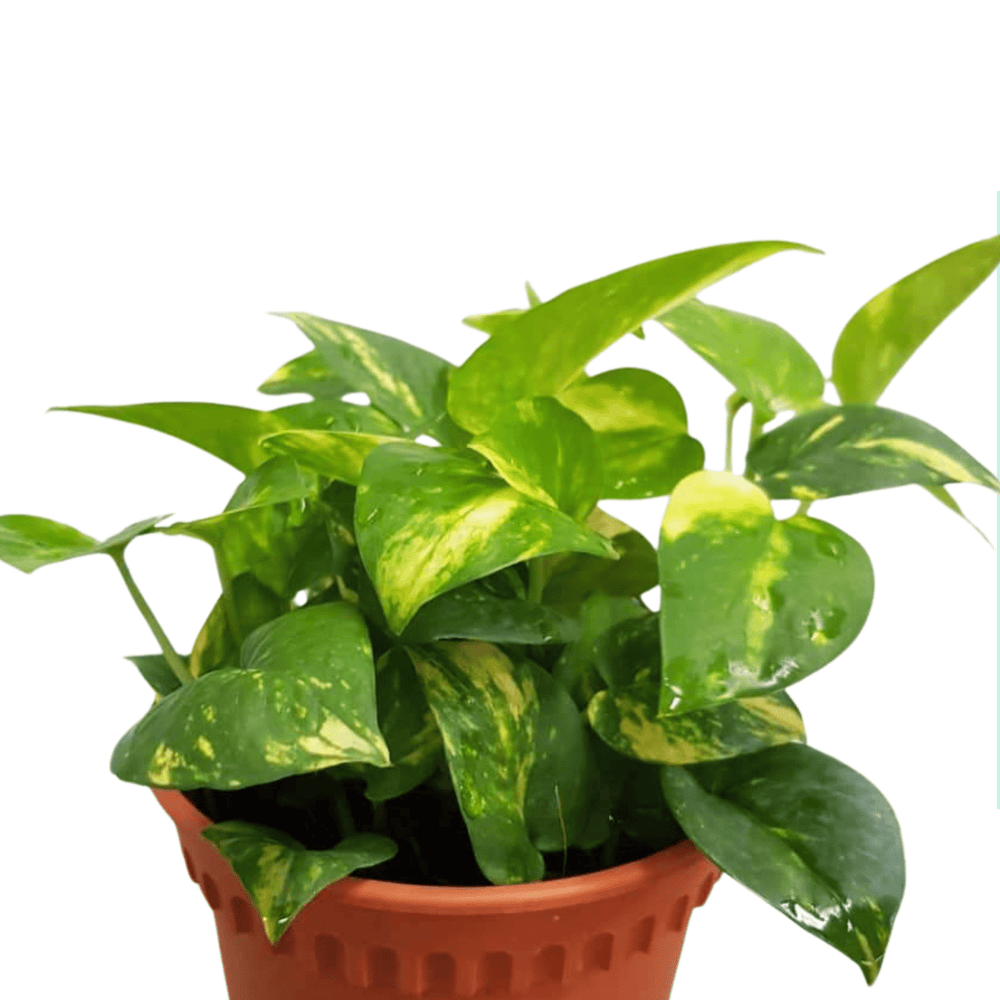 Epipremnum Money Plant - Green (P120)