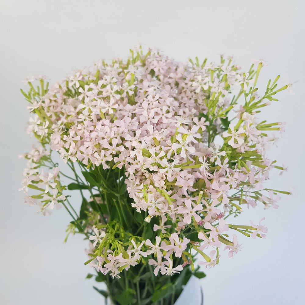 Saponaria - Light Pink