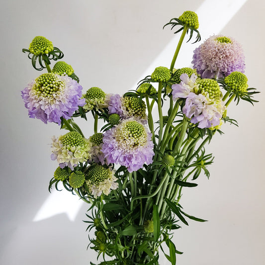 scabiosa atrapopurpurea
sweet scabiousa