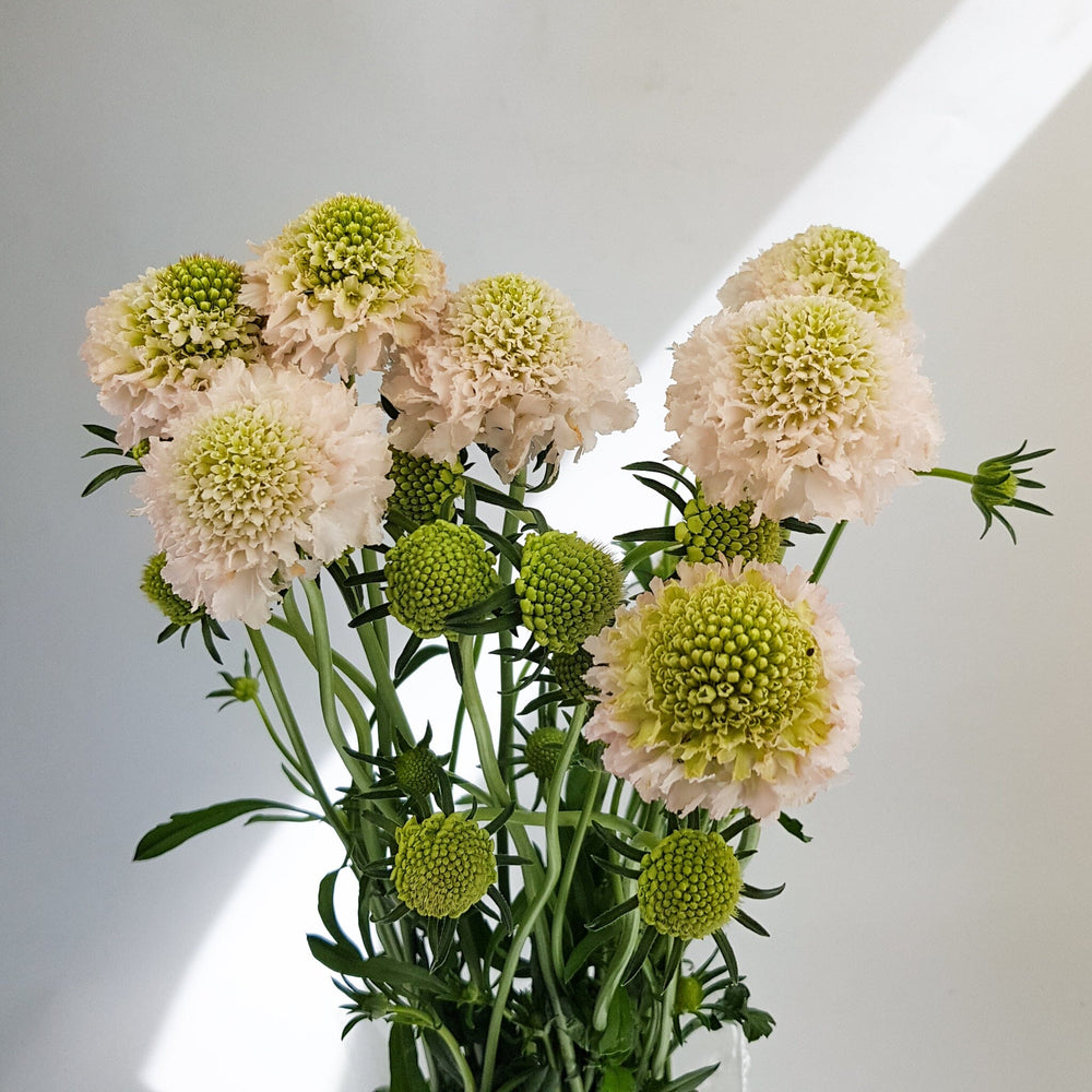 Scabiosa Atrapopurpurea/Sweet Scabiousa - Light Pink