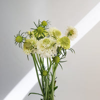 scabiosa atrapopurpurea
sweet scabiousa 