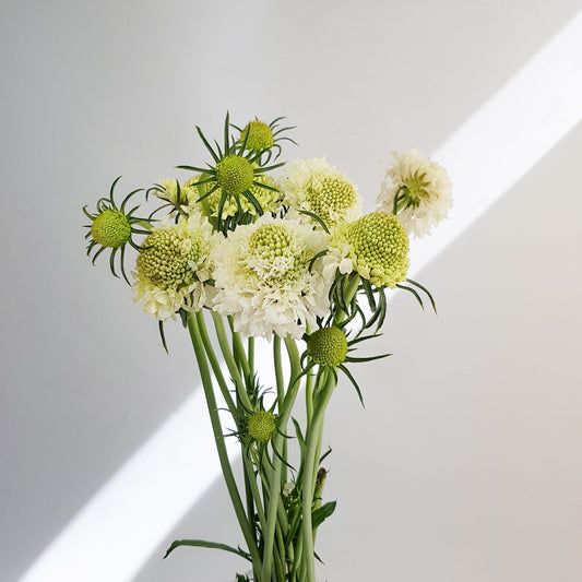 scabiosa atrapopurpurea
sweet scabiousa 