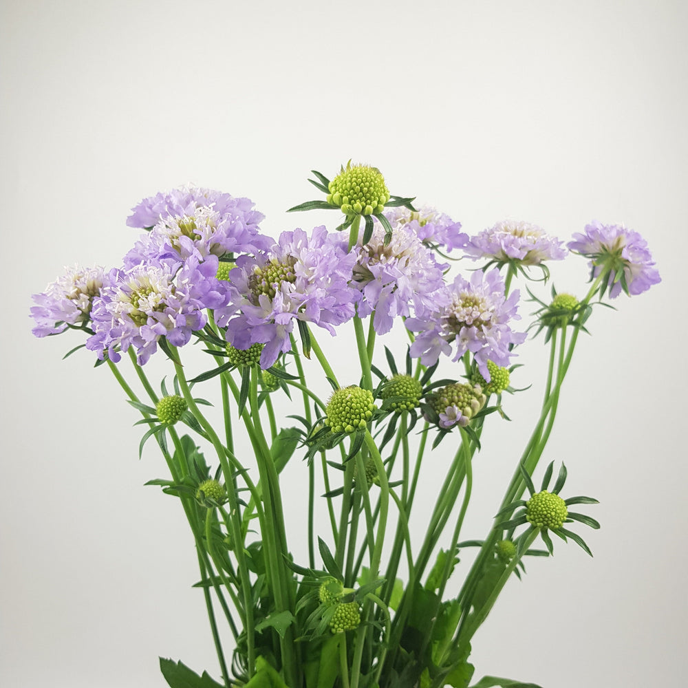 Scabiosa Atropurpurea/Sweet Scabiousa - Light Purple