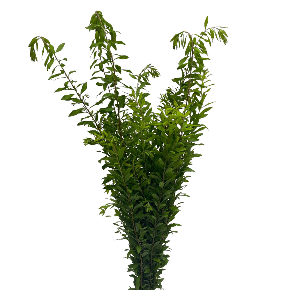 Snow Willow Leaf