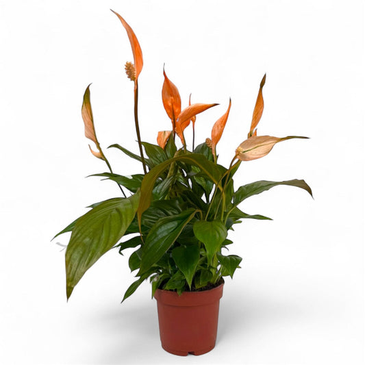 Potted Plants at Floristika