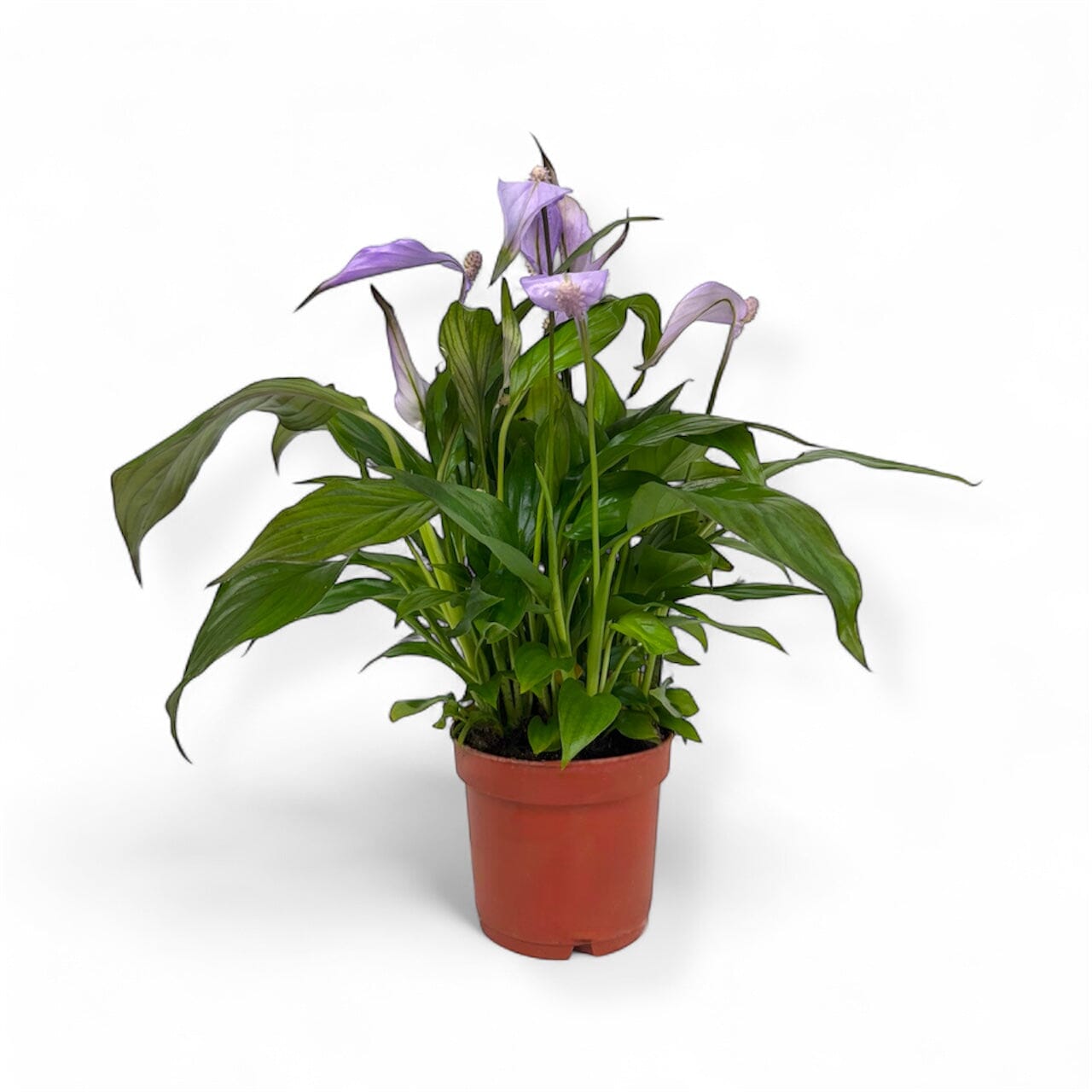 Potted Plants at Floristika
