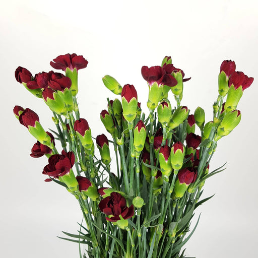 Spray Carnation (Imported) - Maroon Red
