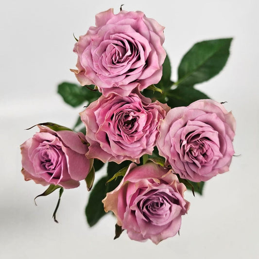 Fresh Cut Flowers at Floristika