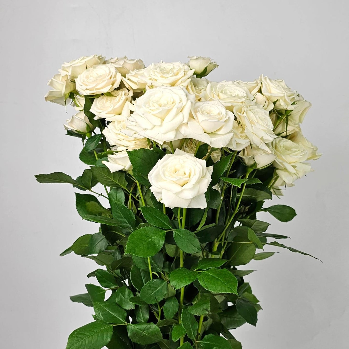 Fresh Cut Flowers at Floristika